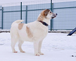 Собаки в Подольске: Очаровательный песик Каспий в добрые руки Мальчик, Бесплатно - фото 8