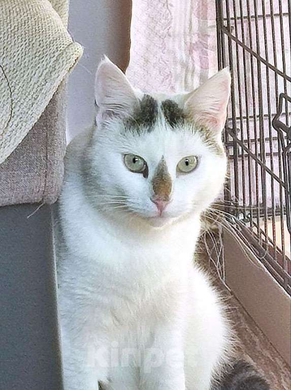 Кошки в Санкт-Петербурге: Капелька, молодой роскошный котик ищет дом Мальчик, 10 руб. - фото 3