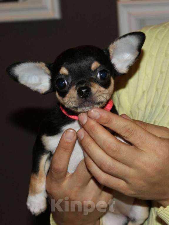 Собаки в Санкт-Петербурге: Красивая, породная брюнетка Девочка, 120 000 руб. - фото 1