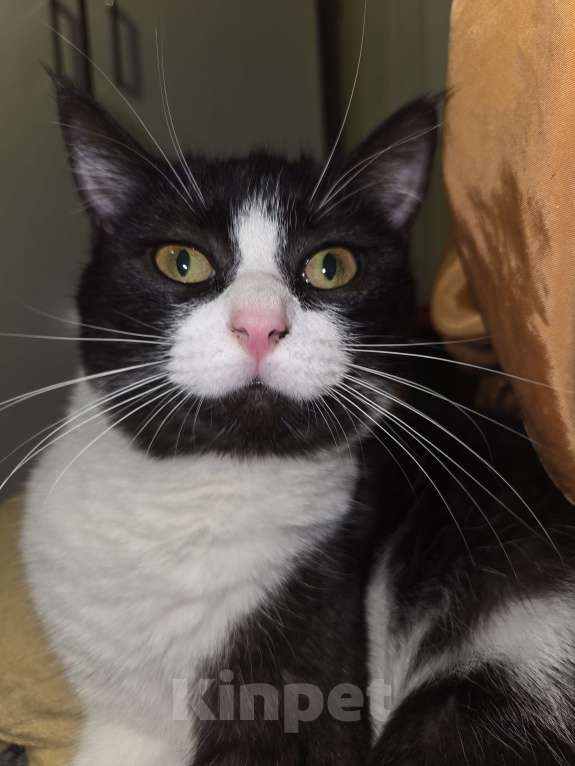 Кошки в Москве: Потерялась Черно-белая кошка Девочка, Бесплатно - фото 4