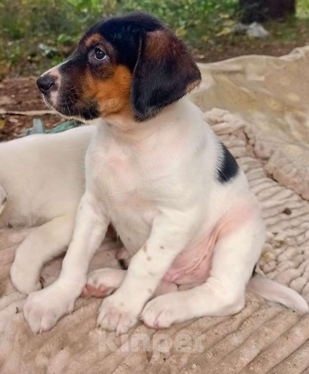 Собаки в Москве: Кевин Мальчик, Бесплатно - фото 3