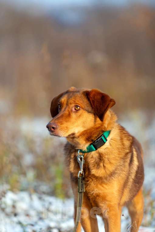 Собаки в Москве: Спешим познакомить вас с Мокко!  Мальчик, Бесплатно - фото 4