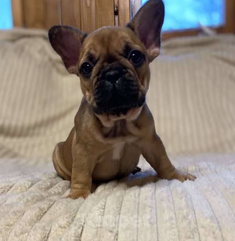 Собаки в Санкт-Петербурге: Супер девочка французского бульдога  Девочка, 40 000 руб. - фото 3