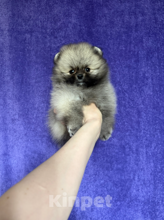 Собаки в Москве: Мальчик Мальчик, 25 000 руб. - фото 1