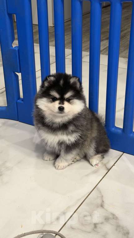 Собаки в Санкт-Петербурге: Мальчик помски Мальчик, 80 000 руб. - фото 2