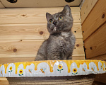 Кошки в Москве: Котенок Бусинка ищет дом Девочка, Бесплатно - фото 2