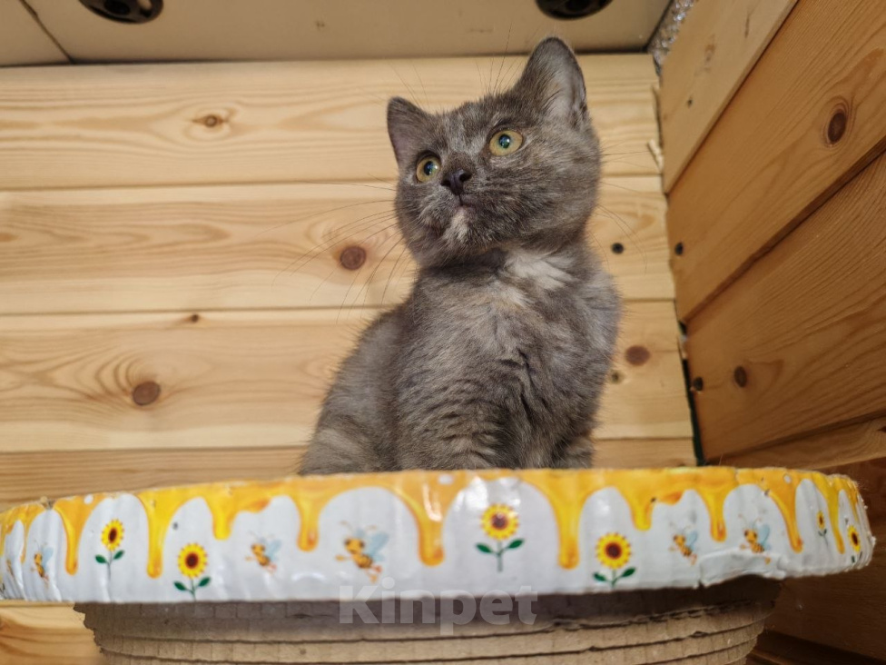 Кошки в Москве: Котенок Бусинка ищет дом Девочка, Бесплатно - фото 2