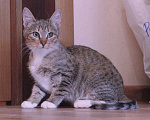 Кошки в Люберцах: Умная, ласковая, полосатая кошечка  Девочка, Бесплатно - фото 9