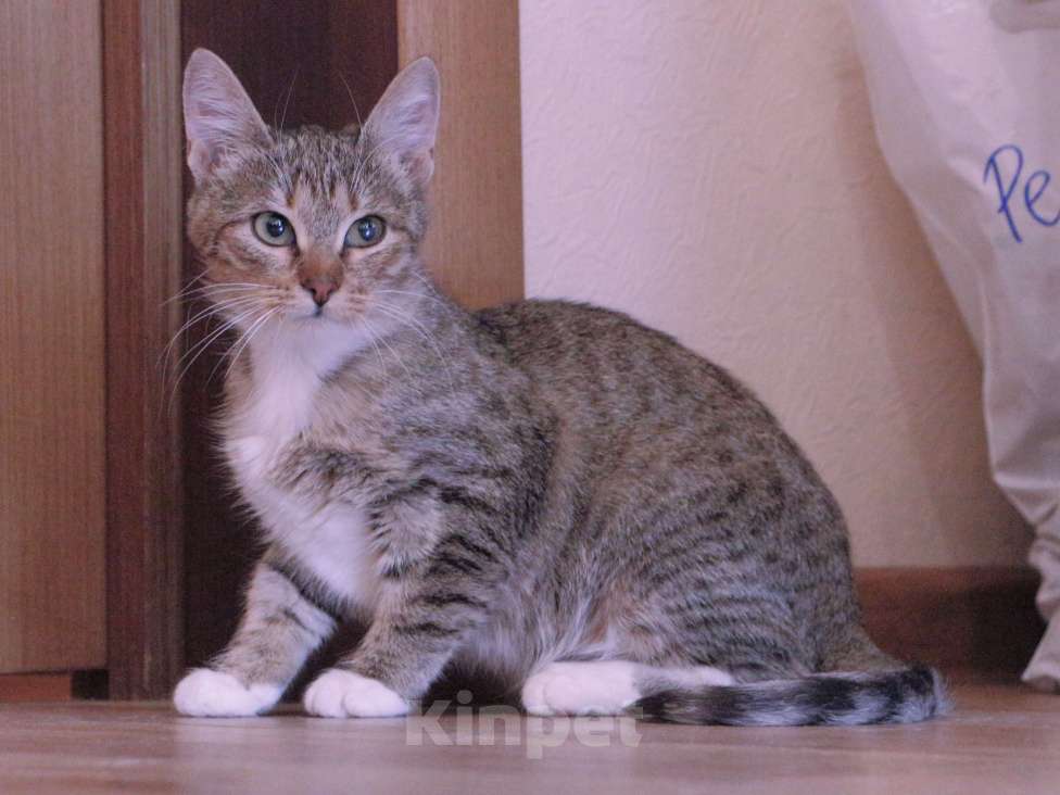 Кошки в Люберцах: Умная, ласковая, полосатая кошечка  Девочка, Бесплатно - фото 9