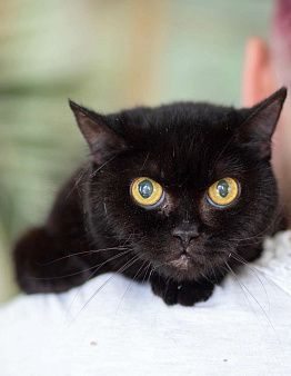 Объявление: Черная кошка - крошка Багира в добрые руки, Бесплатно, Москва