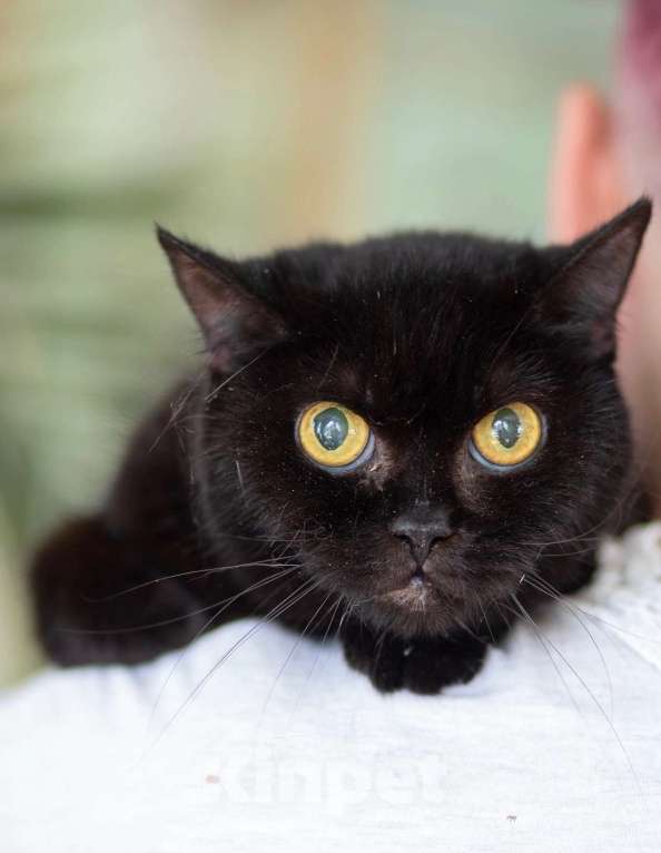 Кошки в Москве: Черная кошка - крошка Багира в добрые руки Девочка, Бесплатно - фото 1