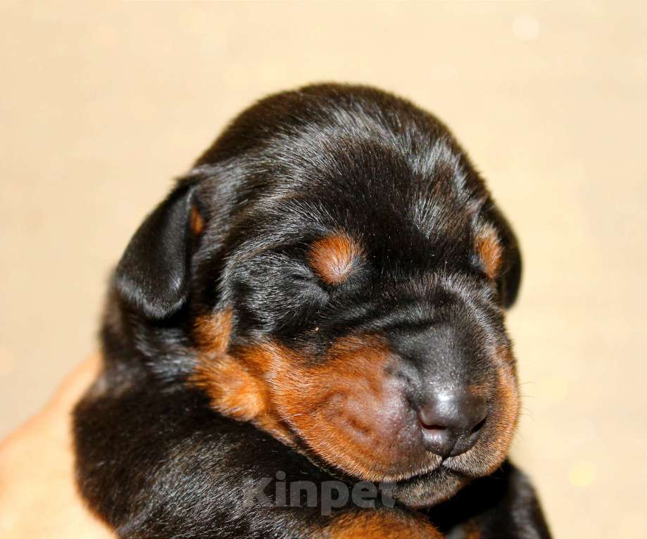 Собаки в Москве: Щенки добермана Разнополые, Бесплатно - фото 7