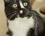 Кошки в Москве: Плюшевый котик Маркиз ищет дом Мальчик, Бесплатно - фото 5