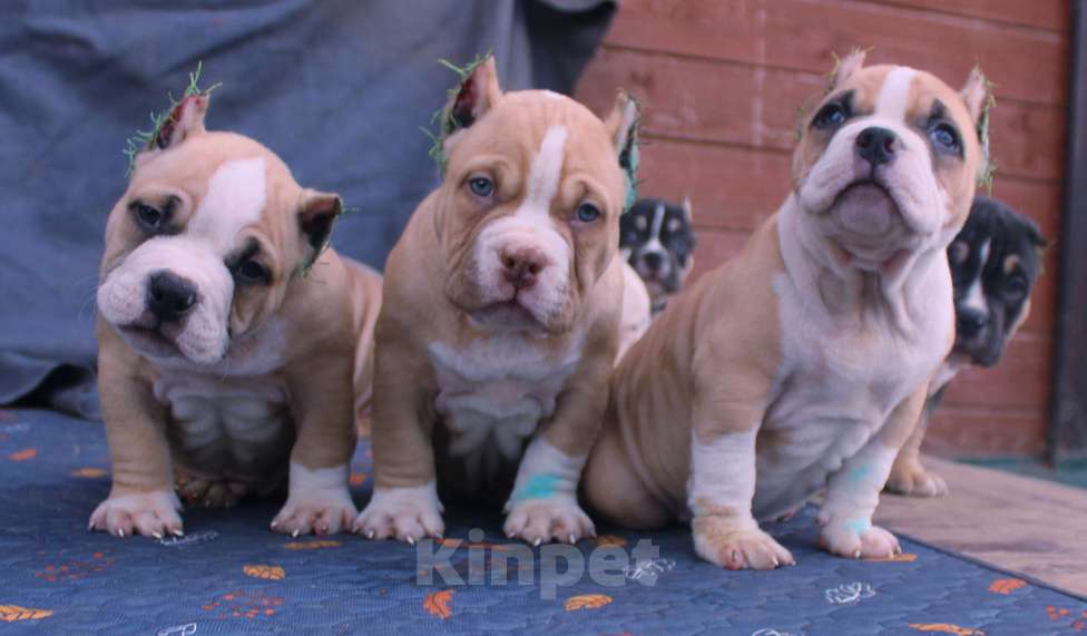 Собаки в Москве: Подрастают. Бульки Разнополые, 70 000 руб. - фото 3