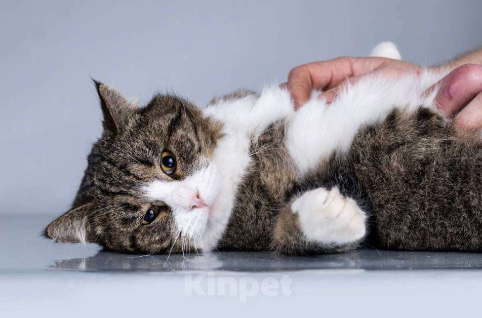 Кошки в Москве: Молодой котик Бакс  ищет дом. Мальчик, Бесплатно - фото 4