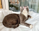 Кошки в Москве: Роскошный кот Мускат ищет дом, в добрые руки Мальчик, Бесплатно - фото 4