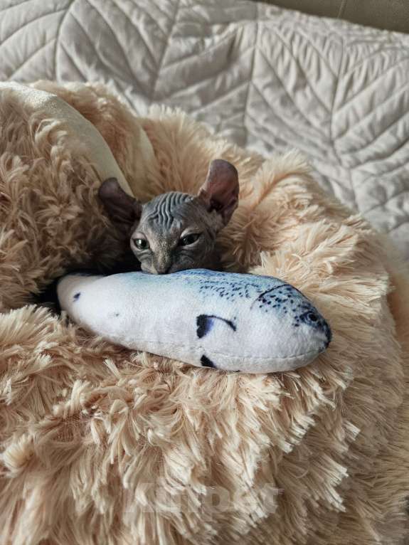 Кошки в Краснодаре:  сногшибательная девочка Эльфийка Девочка, 20 000 руб. - фото 1