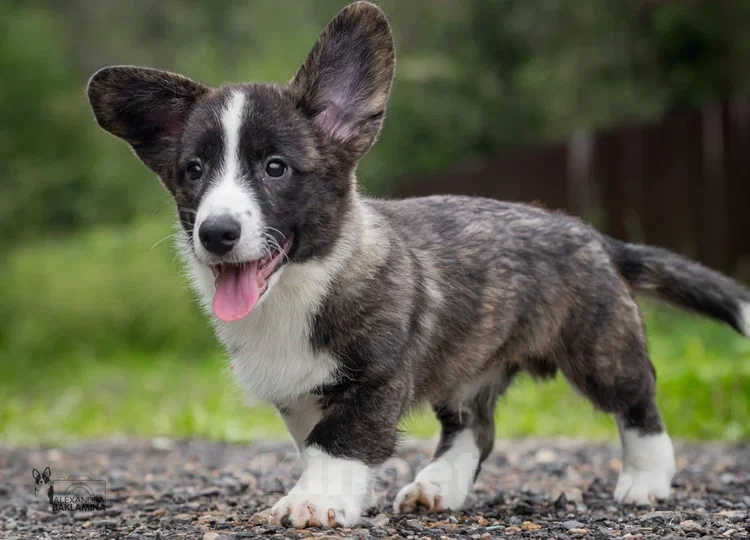Собаки в других городах Московской области: Янто Мальчик, 50 000 руб. - фото 4