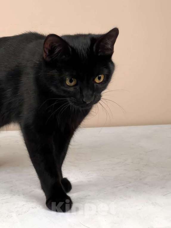 Кошки в Москве: котенок Куба ищет дом Девочка, Бесплатно - фото 8