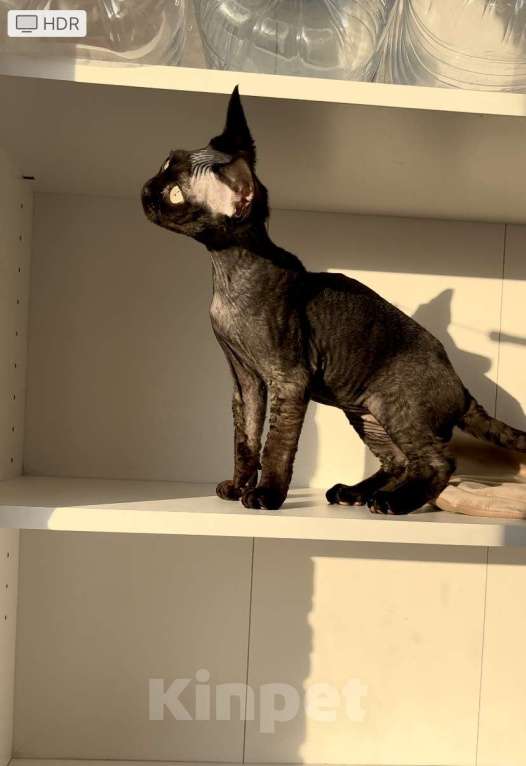 Кошки в Анапе: Черный Девон Рекс Мальчик, 40 000 руб. - фото 5