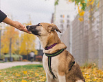 Собаки в Москве: Идеальная собака для людей без опыта Девочка, Бесплатно - фото 4