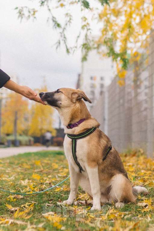 Собаки в Москве: Идеальная собака для людей без опыта Девочка, Бесплатно - фото 4