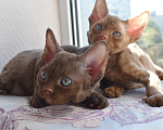 Кошки в Москве: кудрявые Девон -рекс котята -самые нежные ребята Разнополые, 45 000 руб. - фото 7