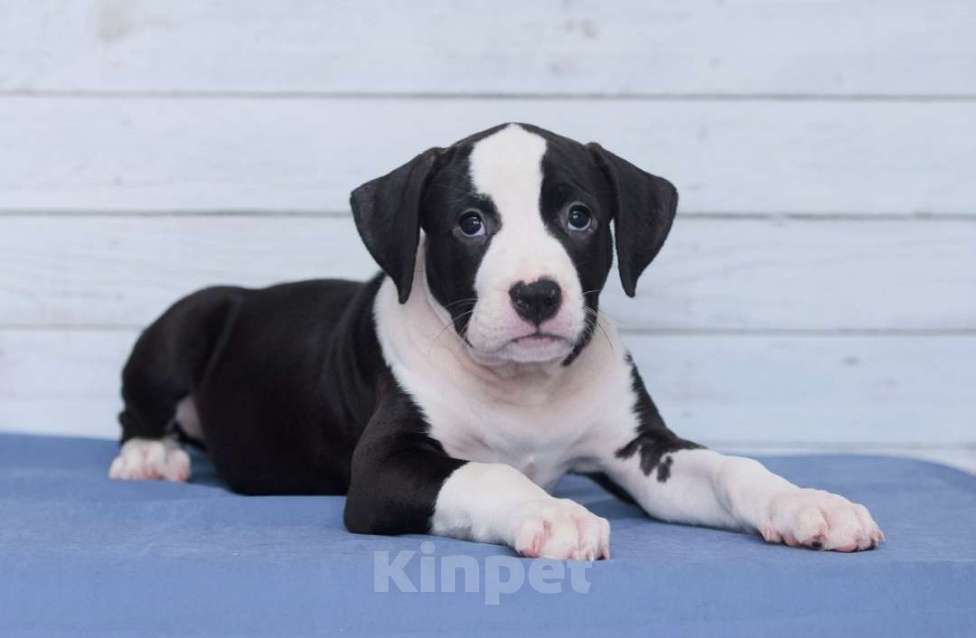 Собаки в Санкт-Петербурге: Мощная и крутая девочка амстаффа Девочка, 1 руб. - фото 2