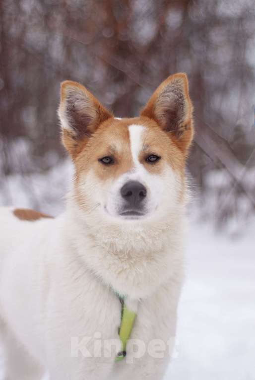 Собаки в Москве: Смышленный и ласковый Дэйв в поисках дома Мальчик, Бесплатно - фото 5