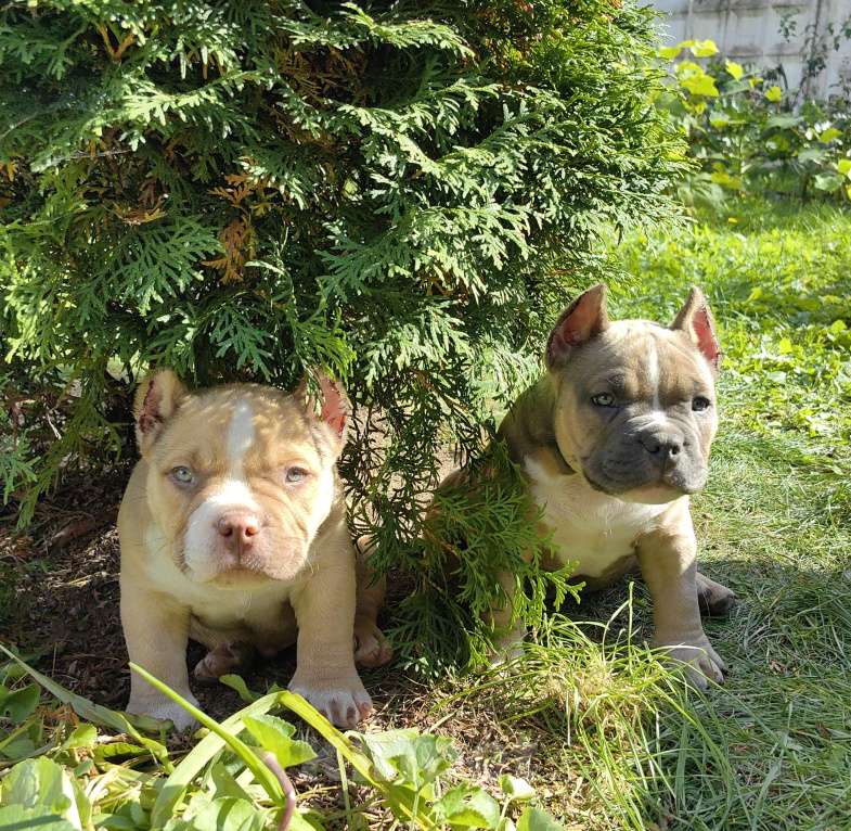 Собаки в Александрове: Малыш американский булли  Мальчик, 100 000 руб. - фото 5