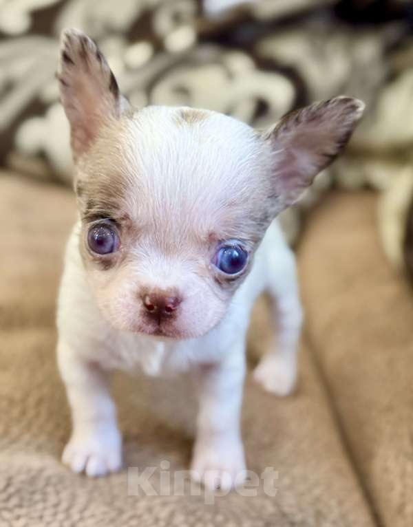 Собаки в Балашихе: Девочка чихуахуа  Девочка, 50 000 руб. - фото 4