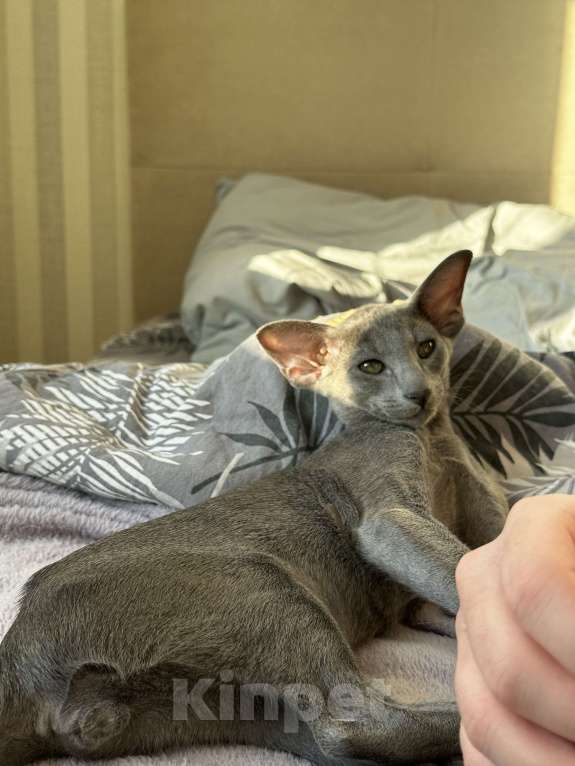 Кошки в Новосибирске: Ориентальный котенок Мальчик, 40 000 руб. - фото 3