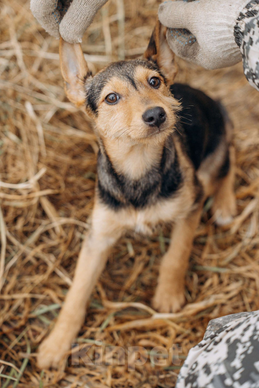 Собаки в Москве: Малышка из приюта ищет дом Девочка, Бесплатно - фото 4