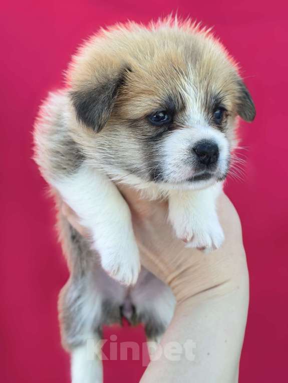 Собаки в Москве: Девочка вельш корги пемброк Девочка, 60 000 руб. - фото 3