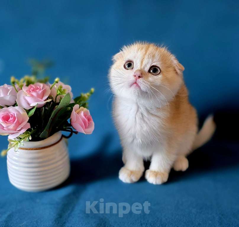 Кошки в Калуге: Roxy SFS ny 12 Девочка, Бесплатно - фото 5