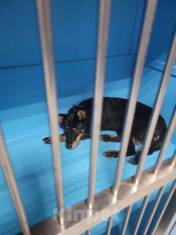 Собаки в Москве: Неужели меня завтра правда выгонят на улицу? Девочка, Бесплатно - фото 2