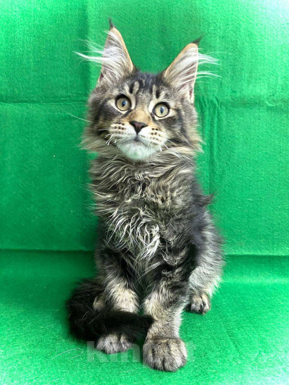 Кошки в Москве: Котёнок Мейн-Кун Мальчик Мальчик, 50 000 руб. - фото 3