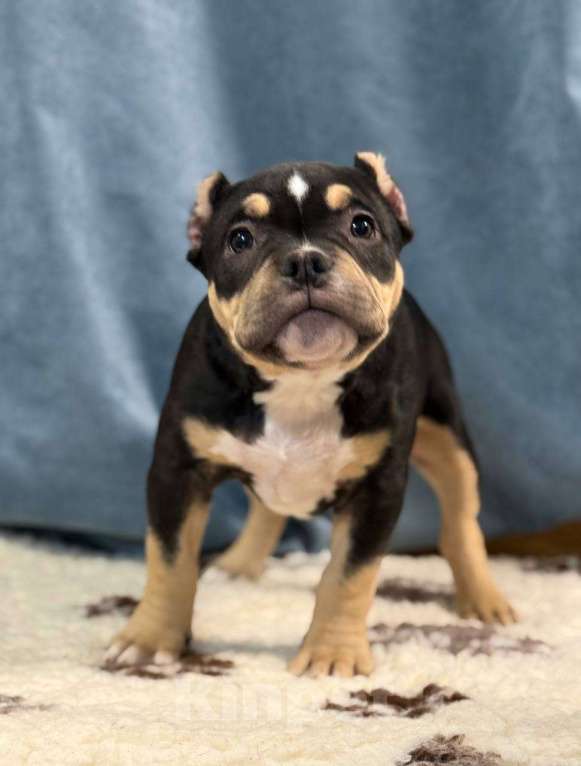 Собаки в Санкт-Петербурге: Продам Девочка, 100 000 руб. - фото 2