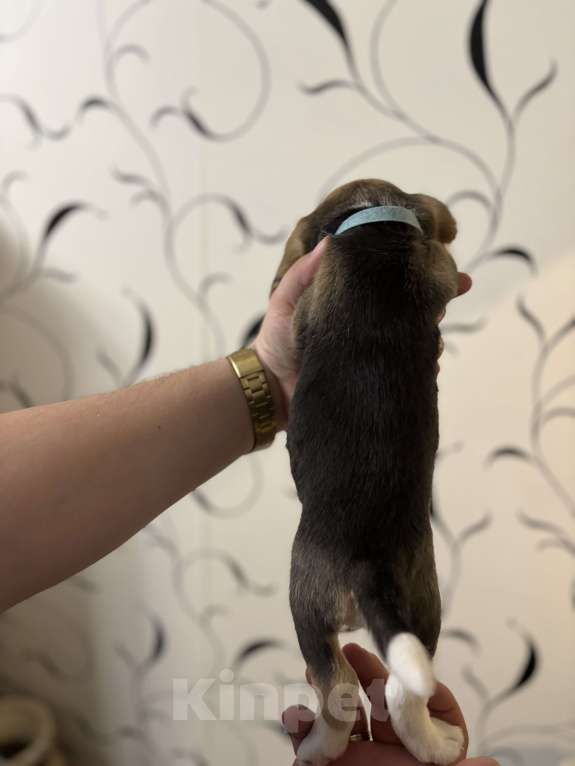 Собаки в Белгороде:  Бигль 04.01.2025 г.р девочка Девочка, 30 000 руб. - фото 3