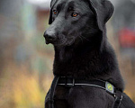 Собаки в Москве: Позитивная и ласковая собака в добрые руки. Девочка, Бесплатно - фото 6