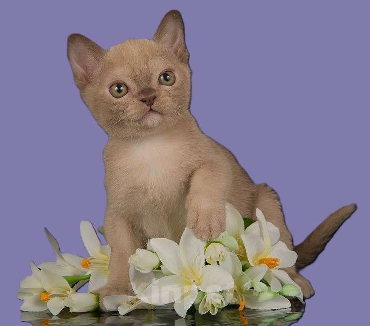 Кошки в Москве: КОТЯТА АМЕРИКАНСКОЙ ТРАДИЦИОННОЙ БУРМЫ Девочка, 150 000 руб. - фото 8