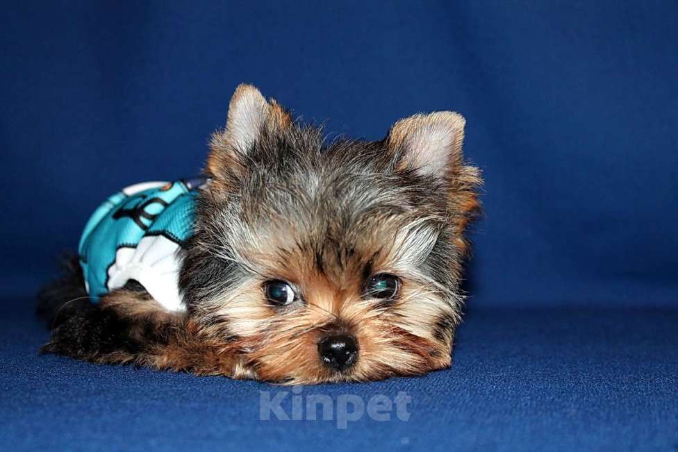 Собаки в Москве: Стандартный мальчик Йоркширского терьера. Мальчик, 80 000 руб. - фото 2