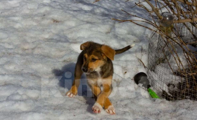 Собаки в Владимире: Щенки в добрые руки Мальчик, Бесплатно - фото 1