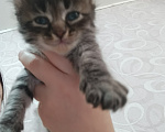 Кошки в Уфе: Котята в добрые руки Разнополые, Бесплатно - фото 6