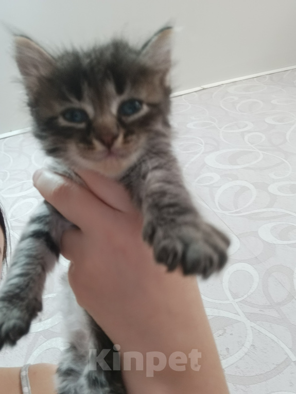 Кошки в Уфе: Котята в добрые руки Разнополые, Бесплатно - фото 6