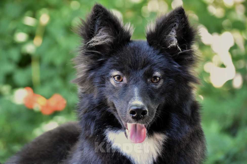 Собаки в Москве: Ненецкая оленегонная лайка. Кобель YUYDI. Мальчик, 50 000 руб. - фото 5