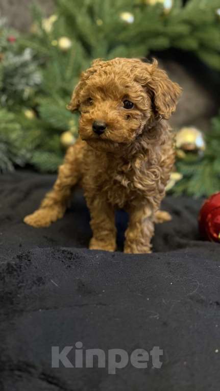 Собаки в Москве: Пудель карликовый мальчик и девочка  Девочка, 70 000 руб. - фото 3