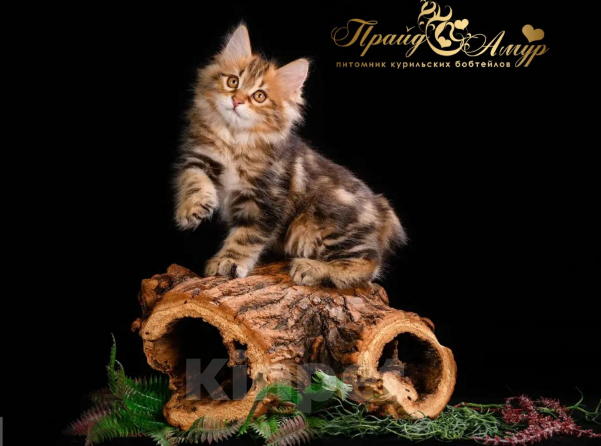 Кошки в Москве: Котик Курильского Бобтейла Мальчик, Бесплатно - фото 3