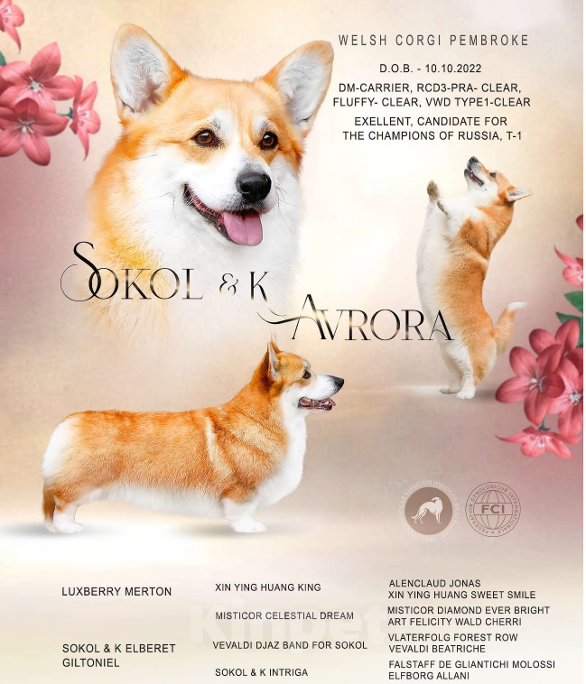 Собаки в других городах Московской области: Щенки вельш корги пемброк. Д.Р. 25.05.2025 Гуль-Дара Жоффрей Мальчик, Бесплатно - фото 8