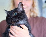 Кошки в Москве: Ласковый котик Мальчик, Бесплатно - фото 3